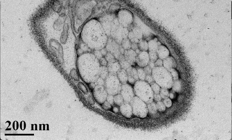 Microbial strain culture under laboratory conditions