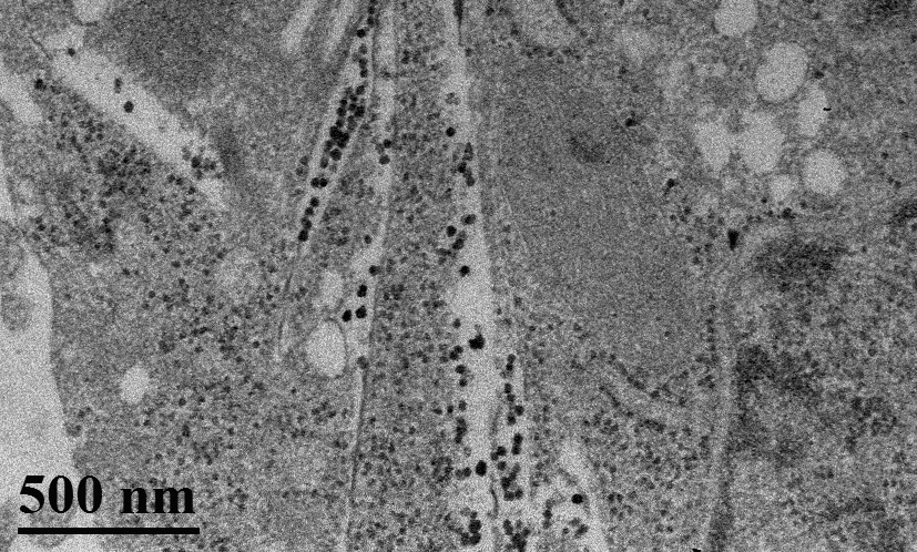 Terrein molecular structure and metabolite analysis